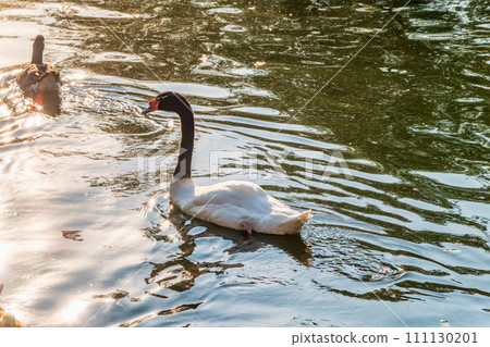 The black-necked swan, Cygnus melancoryphus, is a swan that is the largest waterfowl native to South America. The body plumage is white with a black neck and head and greyish bill 111130201