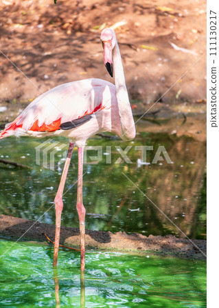 The greater flamingo, Phoenicopterus roseus, standing in water on lake shore. 111130217