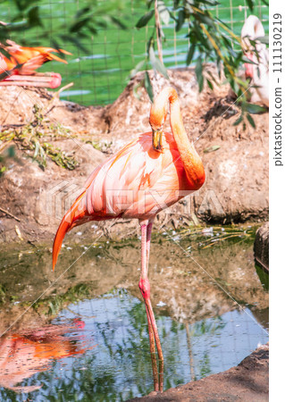 The greater flamingo, Phoenicopterus roseus, standing in water on lake shore. 111130219