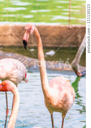 The greater flamingo, Phoenicopterus roseus, standing in water on lake shore. The greater flamingo, Phoenicopterus roseus, standing in water on lake shore. 111130223