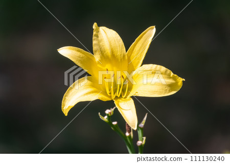 A yellow daylily flower, latin name Hemerocallis lilioasphodelus, at sunset. It is also known as the lemon daylily. A yellow daylily flower, latin name Hemerocallis lilioasphodelus, at sunset. It is also known as the lemon daylily. 111130240