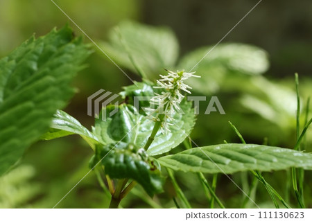 Hitorichizuka,野花,山林的灌木叢,純白的花朵 Hitorichizuka,野花,山林的灌木叢,純白的花朵 111130623