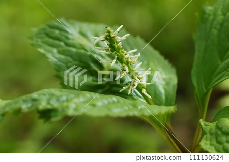 Hitorichizuka，野花，山林的灌木叢，純白的花朵 111130624