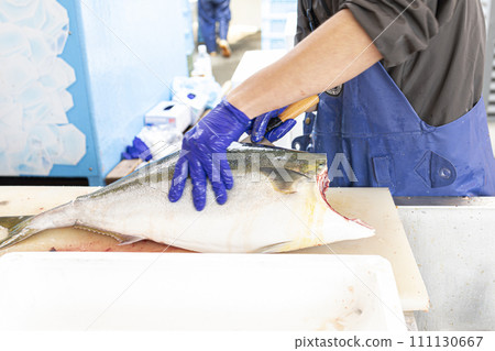 漁夫捕捉黃尾魚 111130667