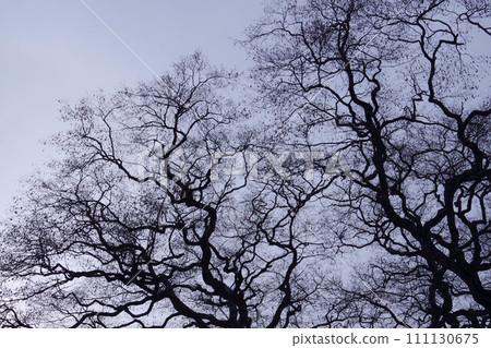 Branches extending into the sky Branches extending into the sky 111130675