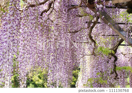 長紫藤紫藤花長花卉圖案日式 長紫藤紫藤花長花卉圖案日式 111130768