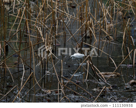 Hunting of the little egret in winter 111130938