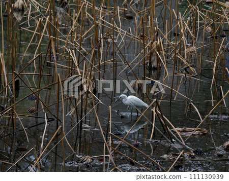 Hunting of the little egret in winter 111130939