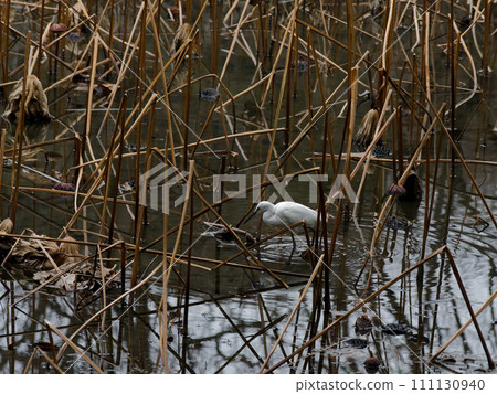 Hunting of the little egret in winter 111130940