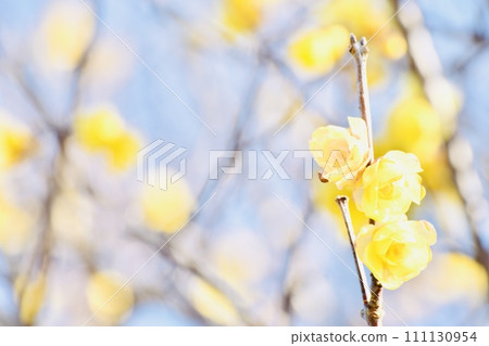 Full moon plum blossoms blooming in the fields and mountains in early spring 2024-1 111130954