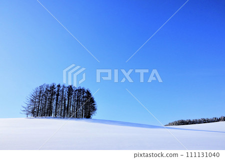 Biei hill in winter with blue sky Biei hill in winter with blue sky 111131040