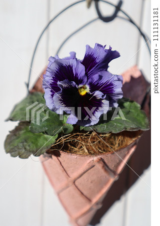 Purple frilled pansies planted in remake cans 111131181