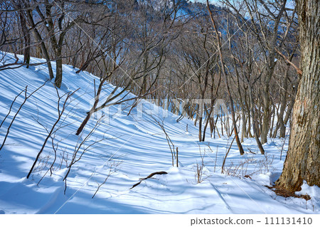 Scenery of forest area covered with snow Scenery of forest area covered with snow 111131410