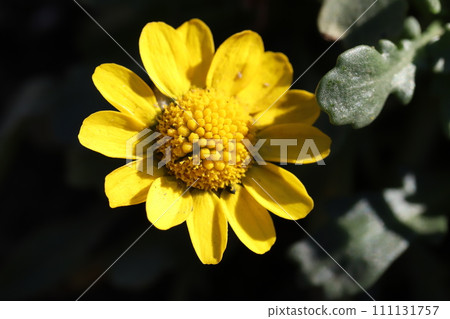 冬季花園中盛開的黃色菊花多科爾花 111131757