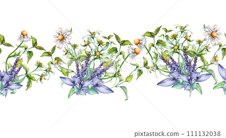 Seamless border of sage herbal plant, bidens flower watercolor illustration isolated on white. Board with salvia, nettle, chamomile. Useful herbs hand drawn. Design for label, package, print Seamless border of sage herbal plant, bidens flower watercolor illustration isolated on white. Board with salvia, nettle, chamomile. Useful herbs hand drawn. Design for label, package, print 111132038