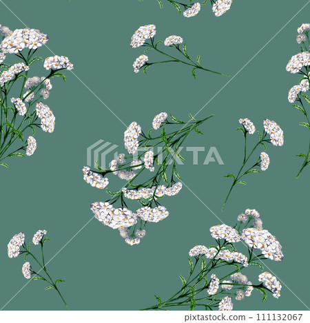 Achillea millefolium medicinal plant watercolor seamless pattern isolated on blue background. Yarrow white flower painted. Useful herb milfoil hand drawn. Design for textile, package, fabric Achillea millefolium medicinal plant watercolor seamless pattern isolated on blue background. Yarrow white flower painted. Useful herb milfoil hand drawn. Design for textile, package, fabric 111132067