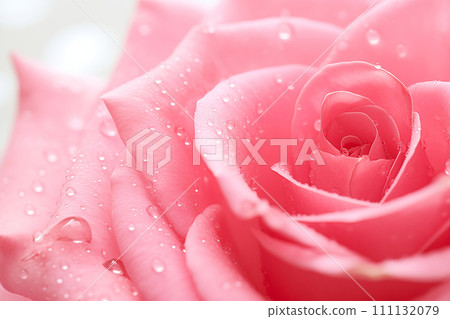 Dew-Kissed Pink Rose Close-Up 111132079