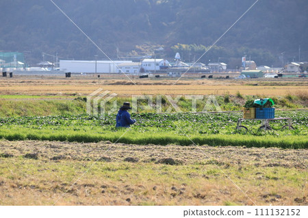 person harvesting in the field 111132152