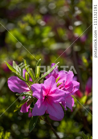 Spring light shining through the petals of the thatch Spring light shining through the petals of the thatch 111132191