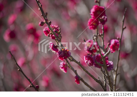 熱海梅園的紅梅 111132451