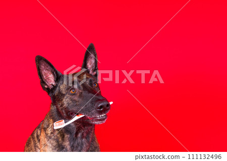 Dutch shepherd dog holding a toothbrush in his teeth on a clean red yellow background 111132496