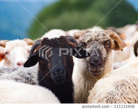 portrait beautiful mountain sheep in the pasture 111132606