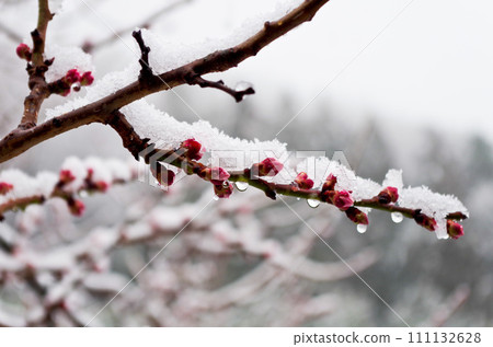 雪和Tsubomi 111132628