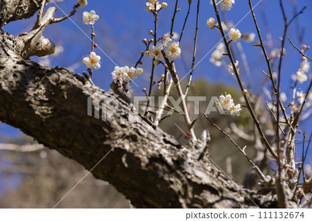 White plum blossoms at Atami Plum Garden 111132674