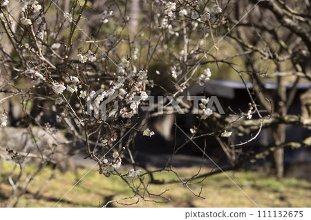 White plum blossoms at Atami Plum Garden 111132675
