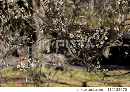 White plum blossoms at Atami Plum Garden 111132676