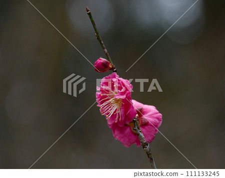 Red plum blossoms heralding spring, undeveloped red Red plum blossoms heralding spring, undeveloped red 111133245