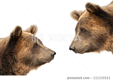 brown bear isolated on white background brown bear isolated on white background 111133321