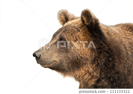 brown bear isolated on white background brown bear isolated on white background 111133322