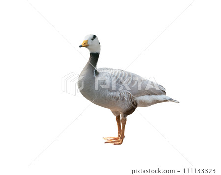 anser indicus goose isolated on white background 111133323