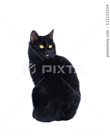 black cat isolated on white background black cat isolated on white background 111133324