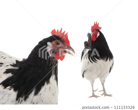 rooster and hen lakenfelder isolated on a white background rooster and hen lakenfelder isolated on a white background 111133326