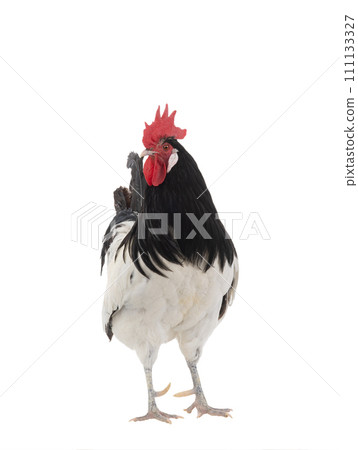 rooster lakenfelder isolated on a white background rooster lakenfelder isolated on a white background 111133327