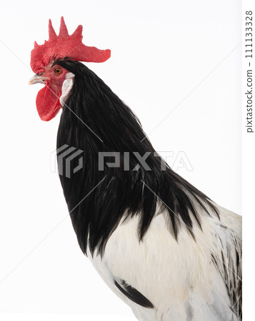 portrait rooster lakenfelder isolated on a white background portrait rooster lakenfelder isolated on a white background 111133328