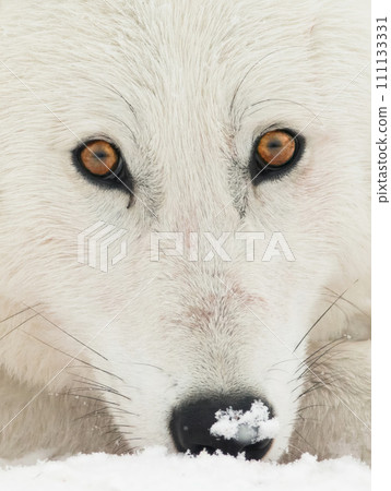 close-up of the eyes and nose of an arctic wolf 111133331