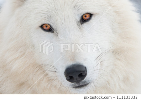 close-up of the eyes and nose of an arctic wolf close-up of the eyes and nose of an arctic wolf 111133332