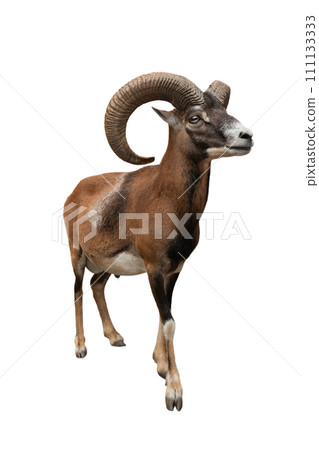 male mouflon isolated on white background male mouflon isolated on white background 111133333