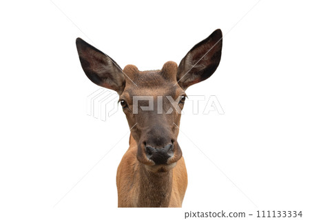 female deer isolated on white background 111133334