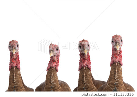 portraits red bourbon turkeys isolated on a white background 111133336