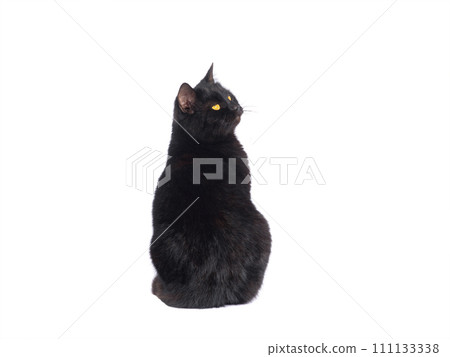 black cat isolated on white background black cat isolated on white background 111133338