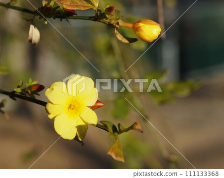 奧拜枝上的花朵和花蕾（沐浴在冬日陽光下的奧拜李子） 111133368