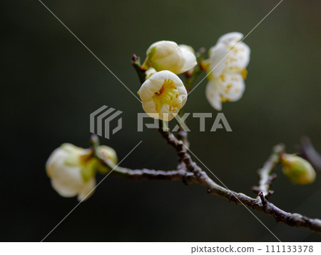 Flowering of white plums, real plum variety Aojiku made by Noume Flowering of white plums, real plum variety Aojiku made by Noume 111133378