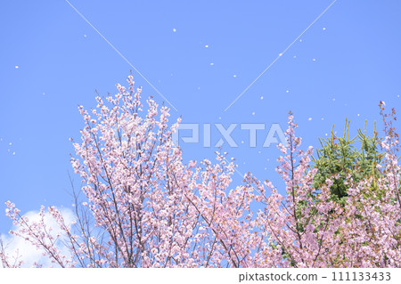 藍天和櫻花（視頻同步拍攝） 111133433