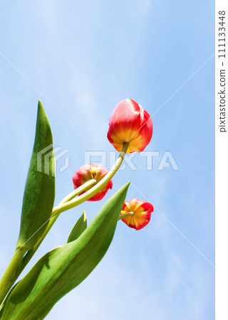 Red tulips against blue sky 111133448