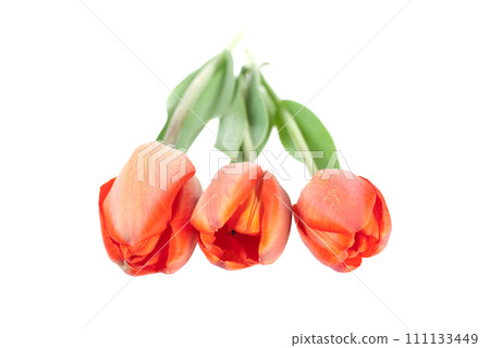 Red tulips bouquet Red tulips bouquet 111133449