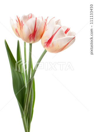 White tulips bouquet 111133450